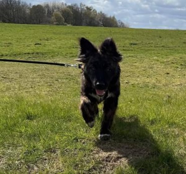 Wolfi - Kleiner Tollpatsch auf der Suche