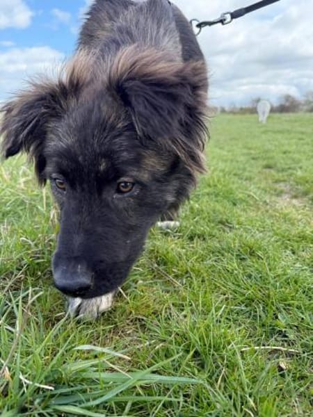 Wolfi - Kleiner Tollpatsch auf der Suche