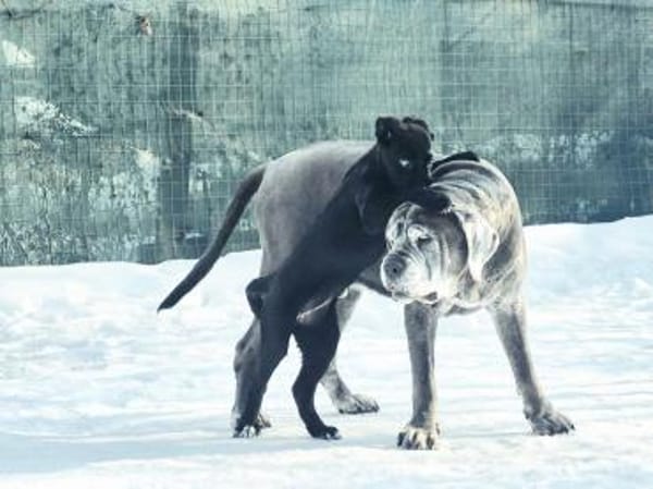 Junge Hündin Lulu sucht ein Zuhause