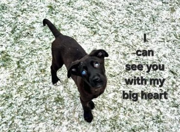 Junge Hündin Lulu sucht ein Zuhause