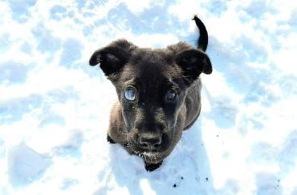 Junge Hündin Lulu sucht ein Zuhause