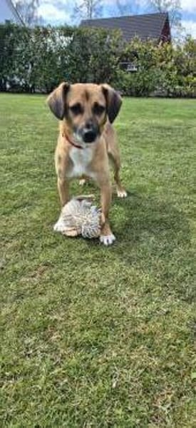 Rüde Bruno sucht ein Zuhause