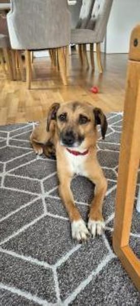 Rüde Bruno sucht ein Zuhause