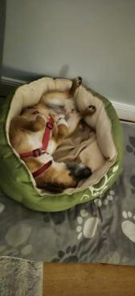 Rüde Bruno sucht ein Zuhause