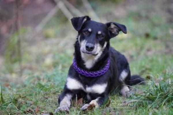 GISLI * liebevoller Bub braucht Halt