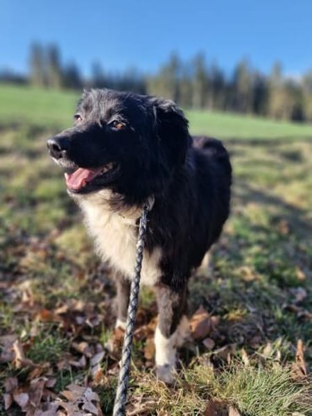 Jimmy - sanftmüdig 🍀