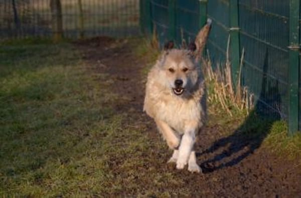 Hündin Betty sucht ein Zuhause