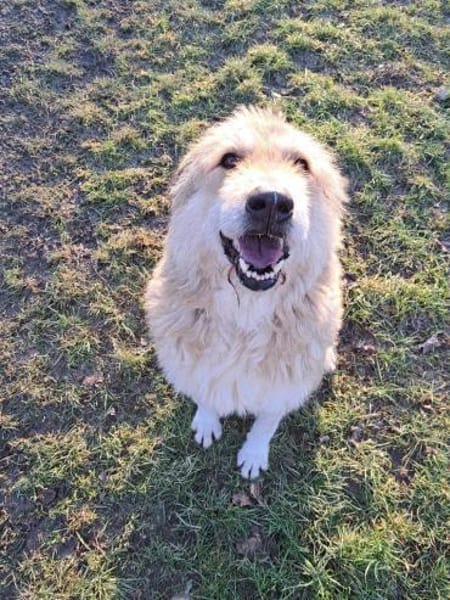 Hündin Betty sucht ein Zuhause