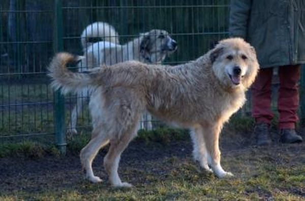 Hündin Betty sucht ein Zuhause