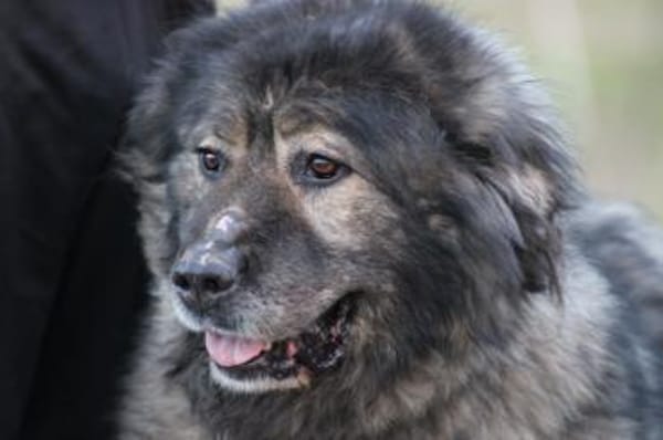 Bo - verschmust u. zutraulich