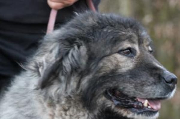 Bo - verschmust u. zutraulich