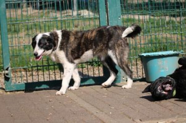 Pintia - zutraulich u. kinderlieb