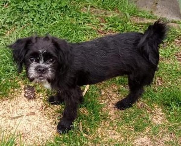 EDDIE- EIN KLEINER FREUND FÜRS LEBEN