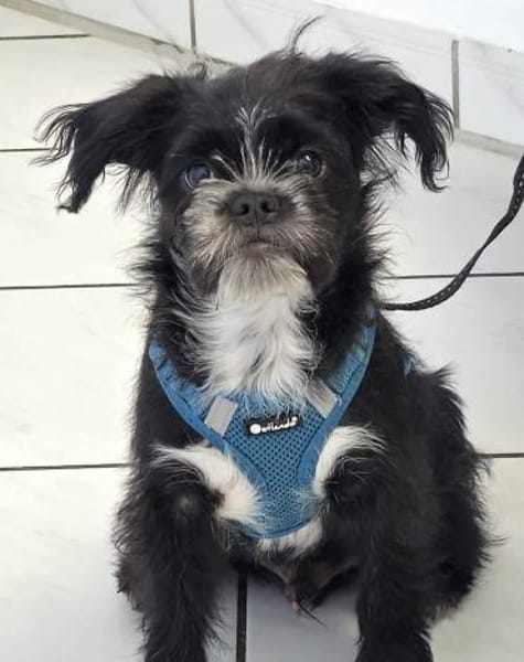 EDDIE- EIN KLEINER FREUND FÜRS LEBEN