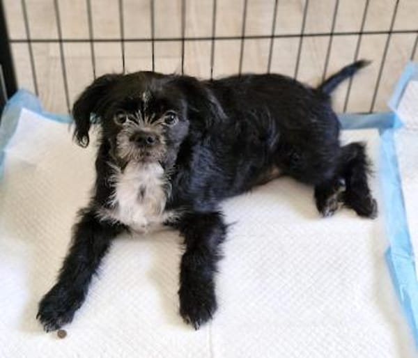 EDDIE- EIN KLEINER FREUND FÜRS LEBEN