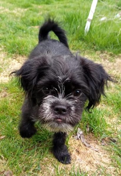 EDDIE- EIN KLEINER FREUND FÜRS LEBEN