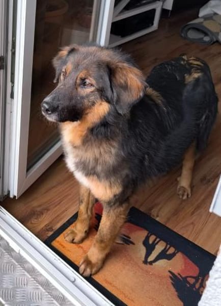 Alfa, auf Pflegestelle in Berlin