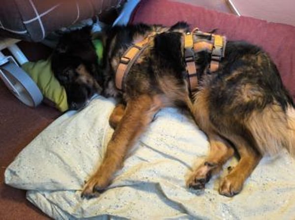 Alfa, auf Pflegestelle in Berlin