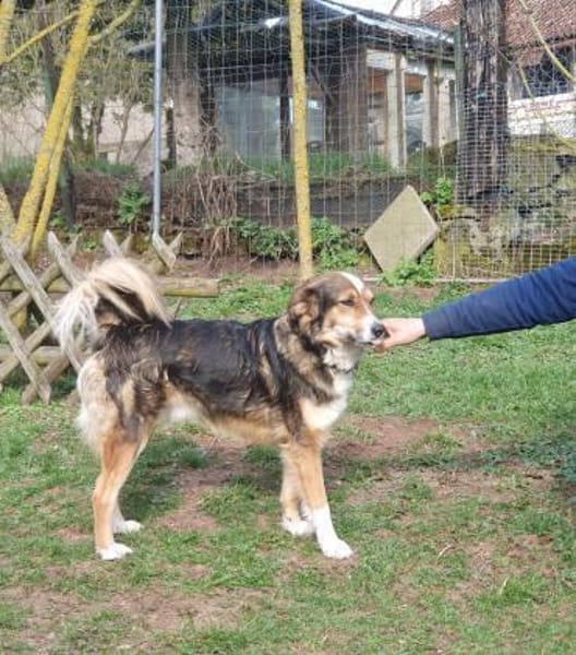 Sunny  Sanfte Seele sucht ruhigen Hafen