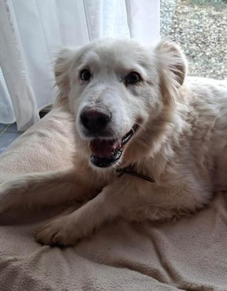 Seniorin Shelby sucht ruhiges Zuhause