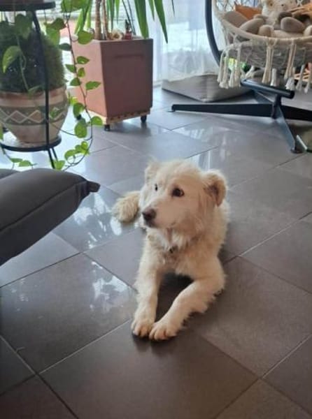 Seniorin Shelby sucht ruhiges Zuhause