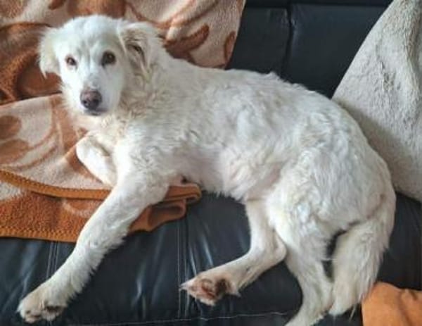 Seniorin Shelby sucht ruhiges Zuhause