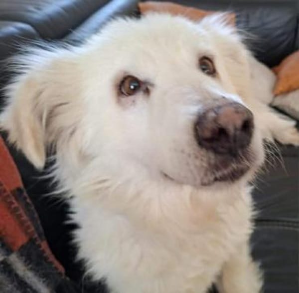 Seniorin Shelby sucht ruhiges Zuhause