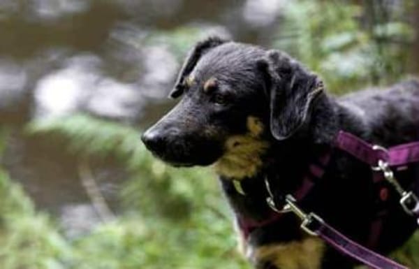 YETINA -möchte ankommen-