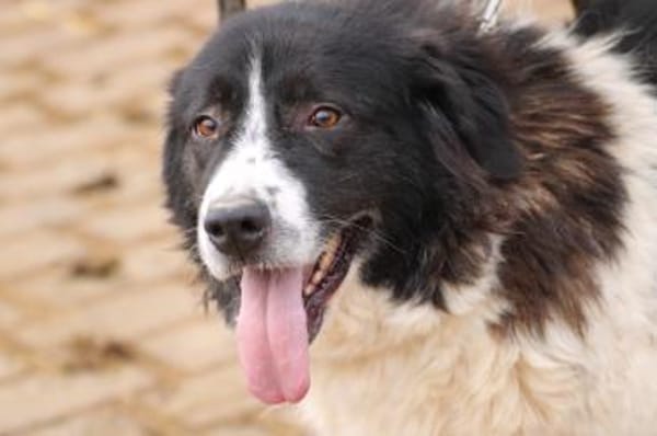 Marina - zutraulich u. kinderlieb