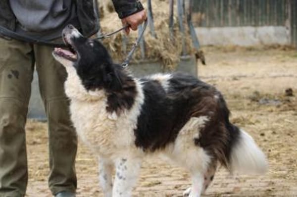 Marina - zutraulich u. kinderlieb