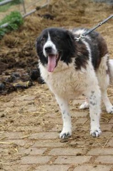 Marina - zutraulich u. kinderlieb