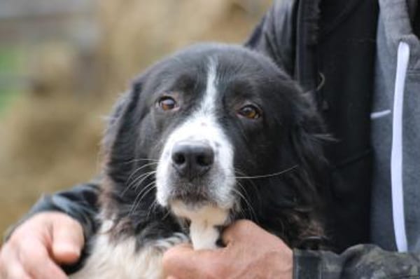 Marina - zutraulich u. kinderlieb