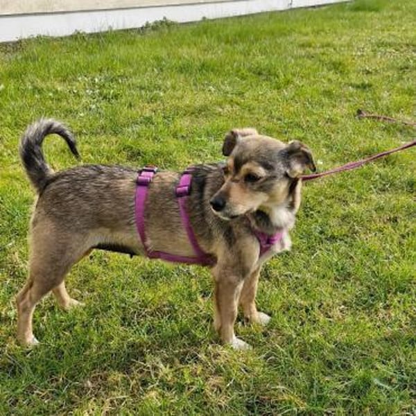 Mary - kleine Mary sucht großes Glück