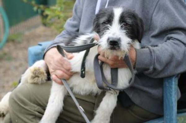 Macy - verspielte Junghündin