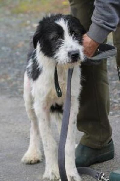 Macy - verspielte Junghündin