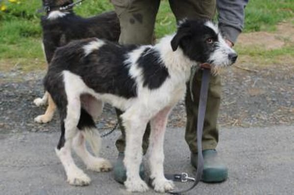 Macy - verspielte Junghündin