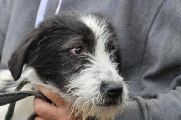 Macy - verspielte Junghündin