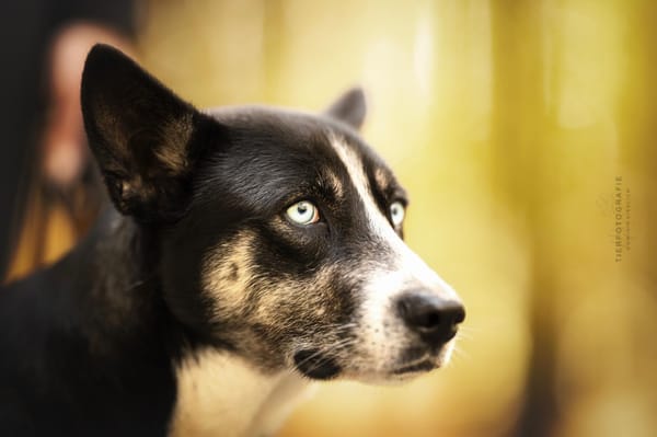 Freya - Seelenbegleiterin