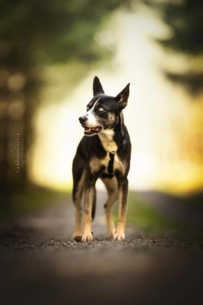 Freya - Seelenbegleiterin