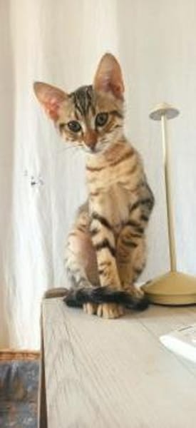 Verspielter Stevie sucht Zuhause