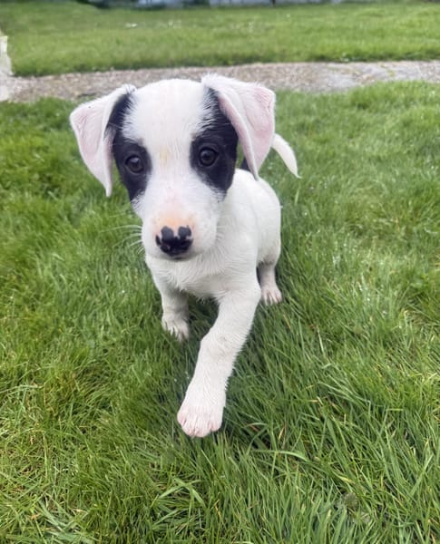 Lilo ein freundliches Hundekind