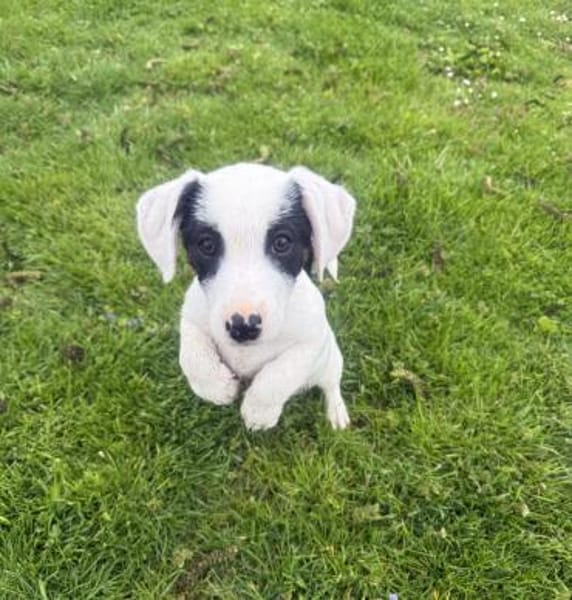 Lilo ein freundliches Hundekind