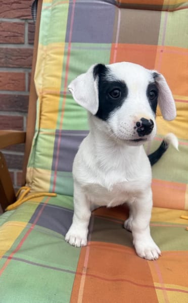 Lilo ein freundliches Hundekind