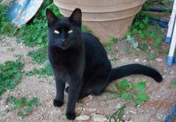 Coco sucht ihren Menschen