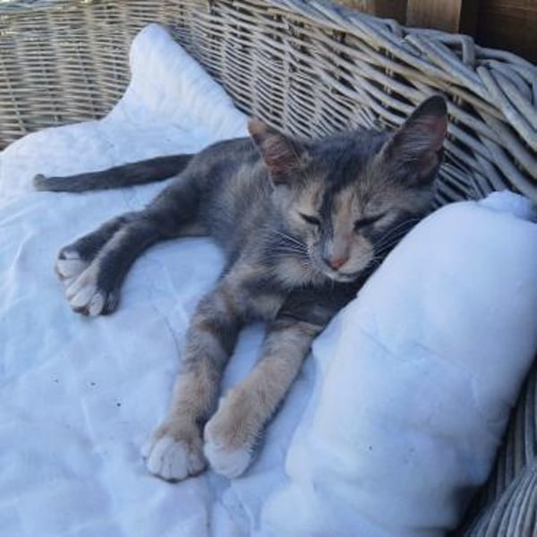 Zarte Lola sucht Familie