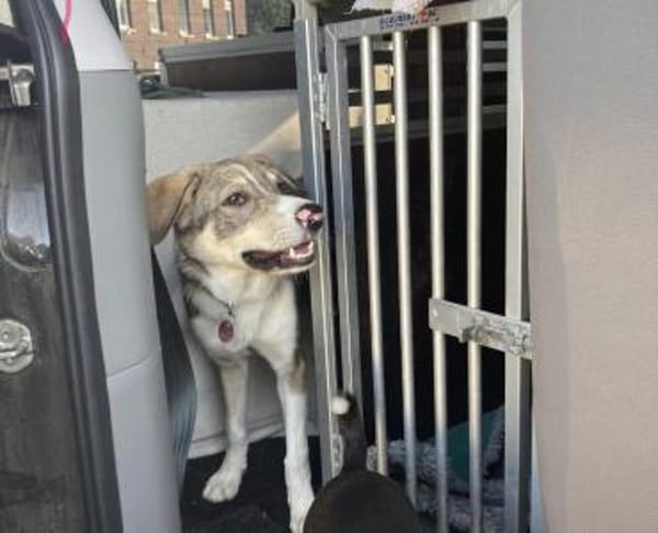 Nikon sucht sein Zuhause