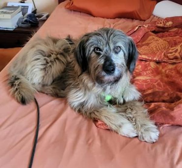 Strubbelmaus Momo sucht Traumzuhause