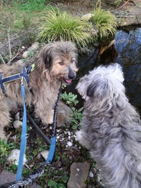 Strubbelmaus Momo sucht Traumzuhause