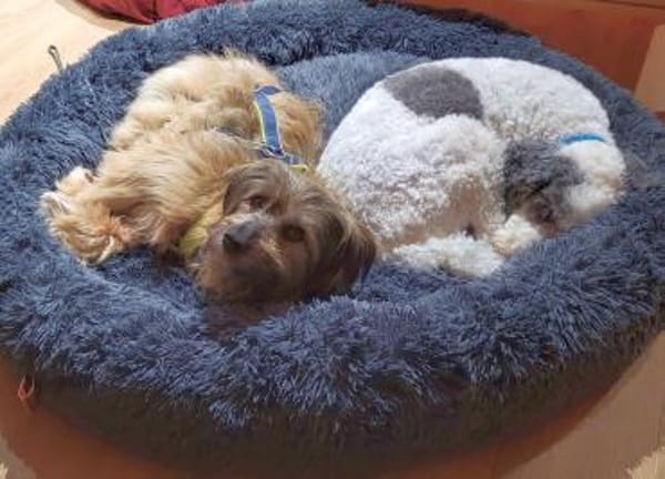 Strubbelmaus Momo sucht Traumzuhause