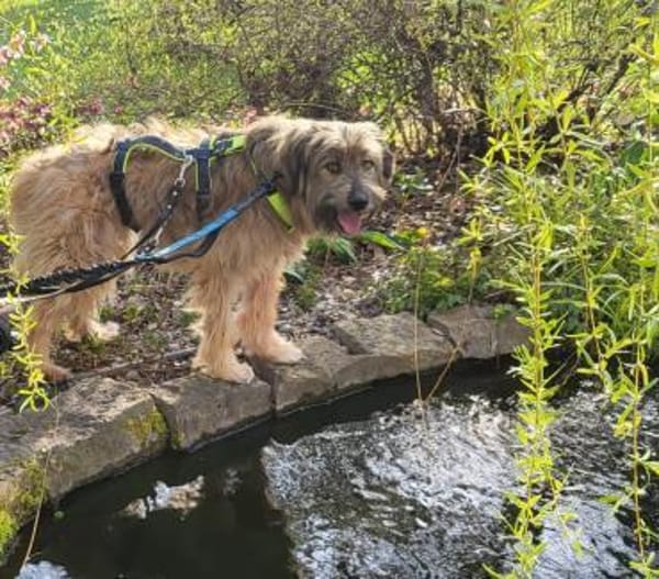 Strubbelmaus Momo sucht Traumzuhause